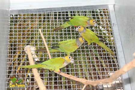 Pyrrhuras Rupicola crianza natural